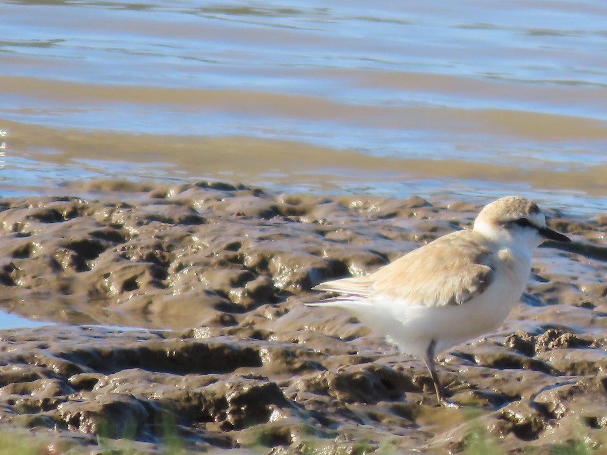 White-fronted Plover - ML643487072