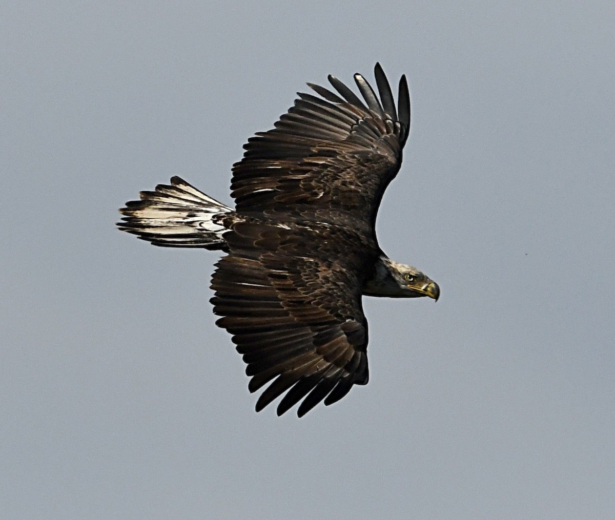 Bald Eagle - ML643487076