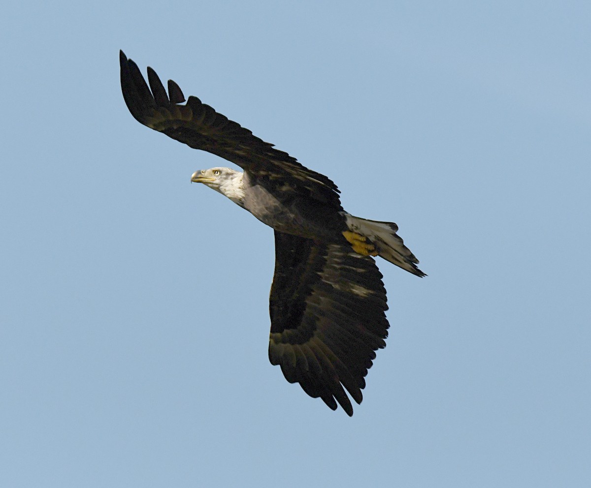Bald Eagle - ML643487077
