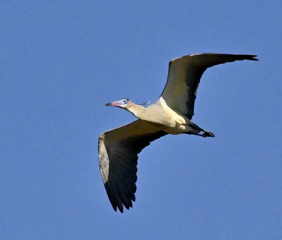 Whistling Heron - ML643487083