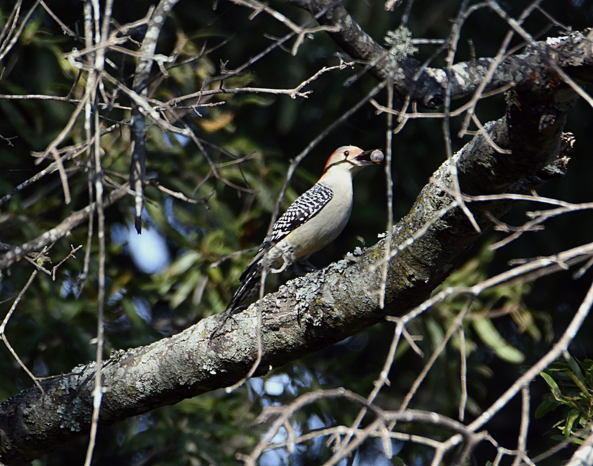 Red-bellied Woodpecker - ML643487094