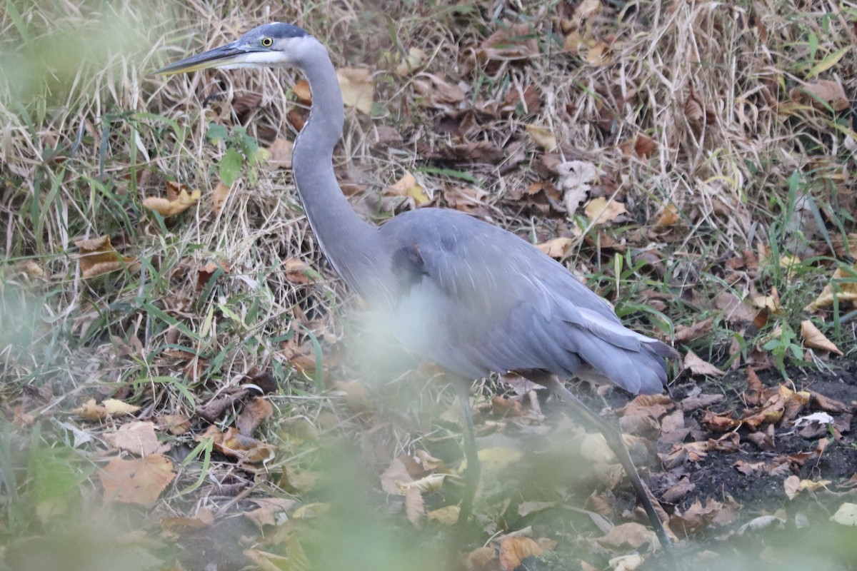 Great Blue Heron - ML643487096