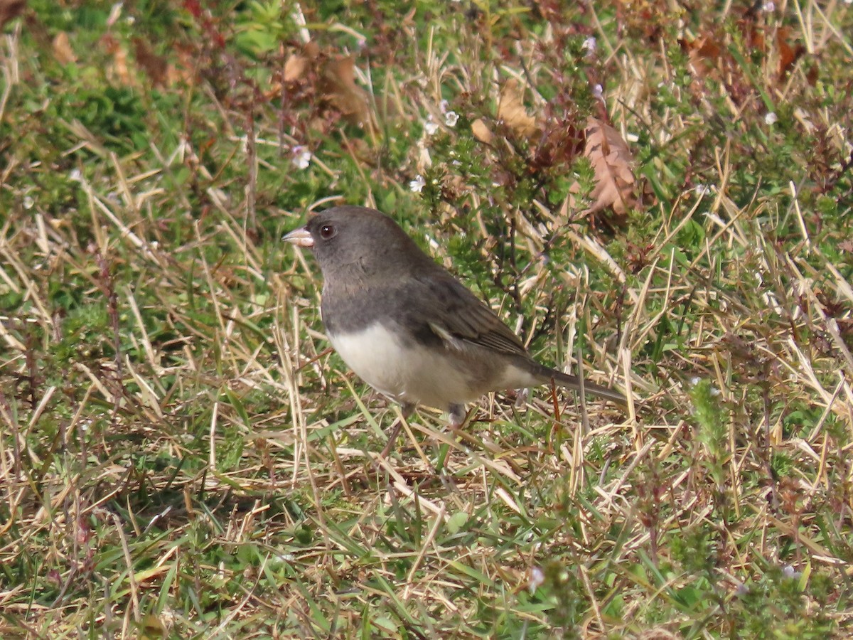 Junco Ojioscuro - ML643487097