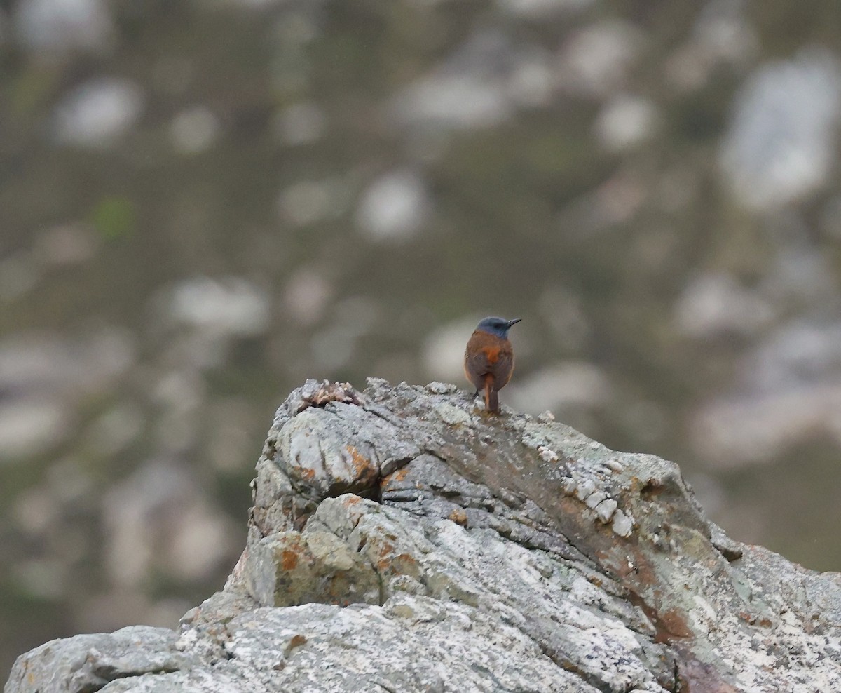 Cape Rock-Thrush - ML643487105