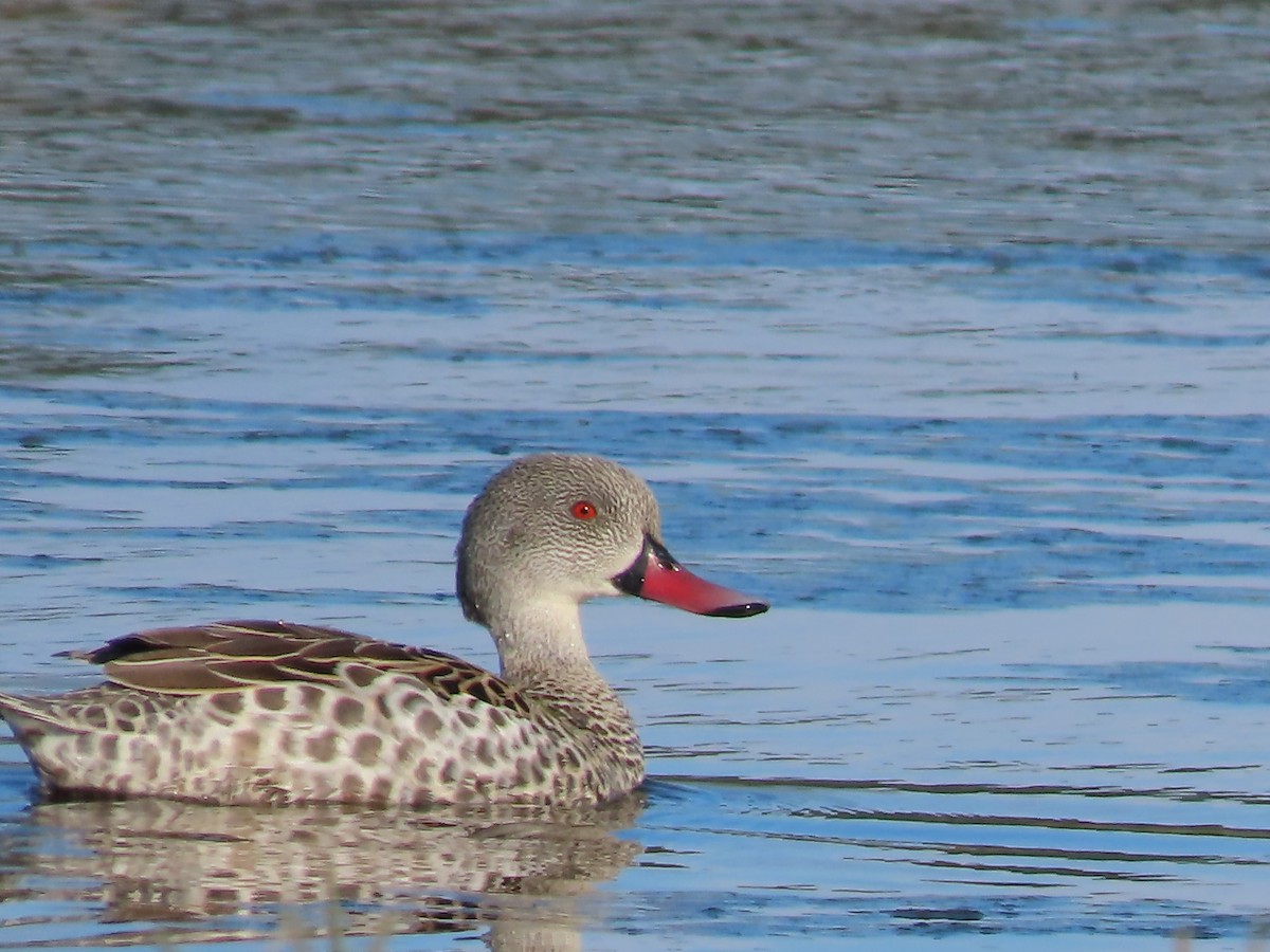 Canard du Cap - ML643487109