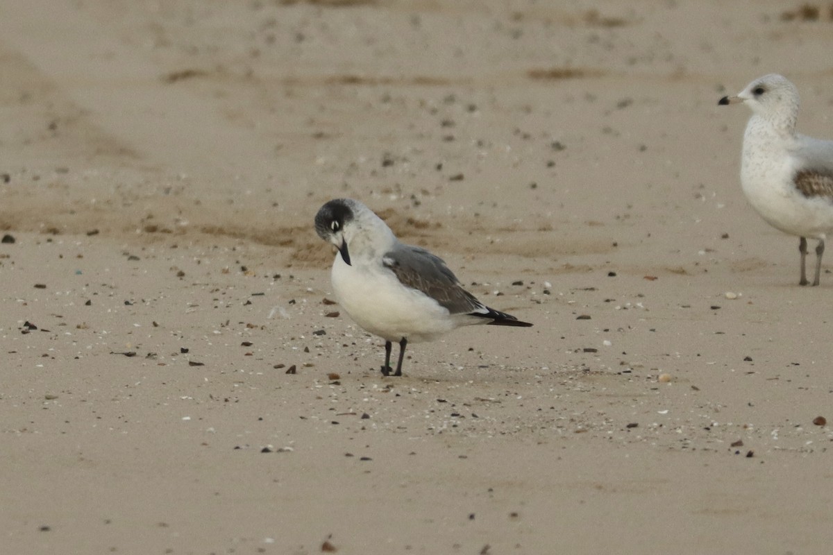 Franklin's Gull - ML643487111