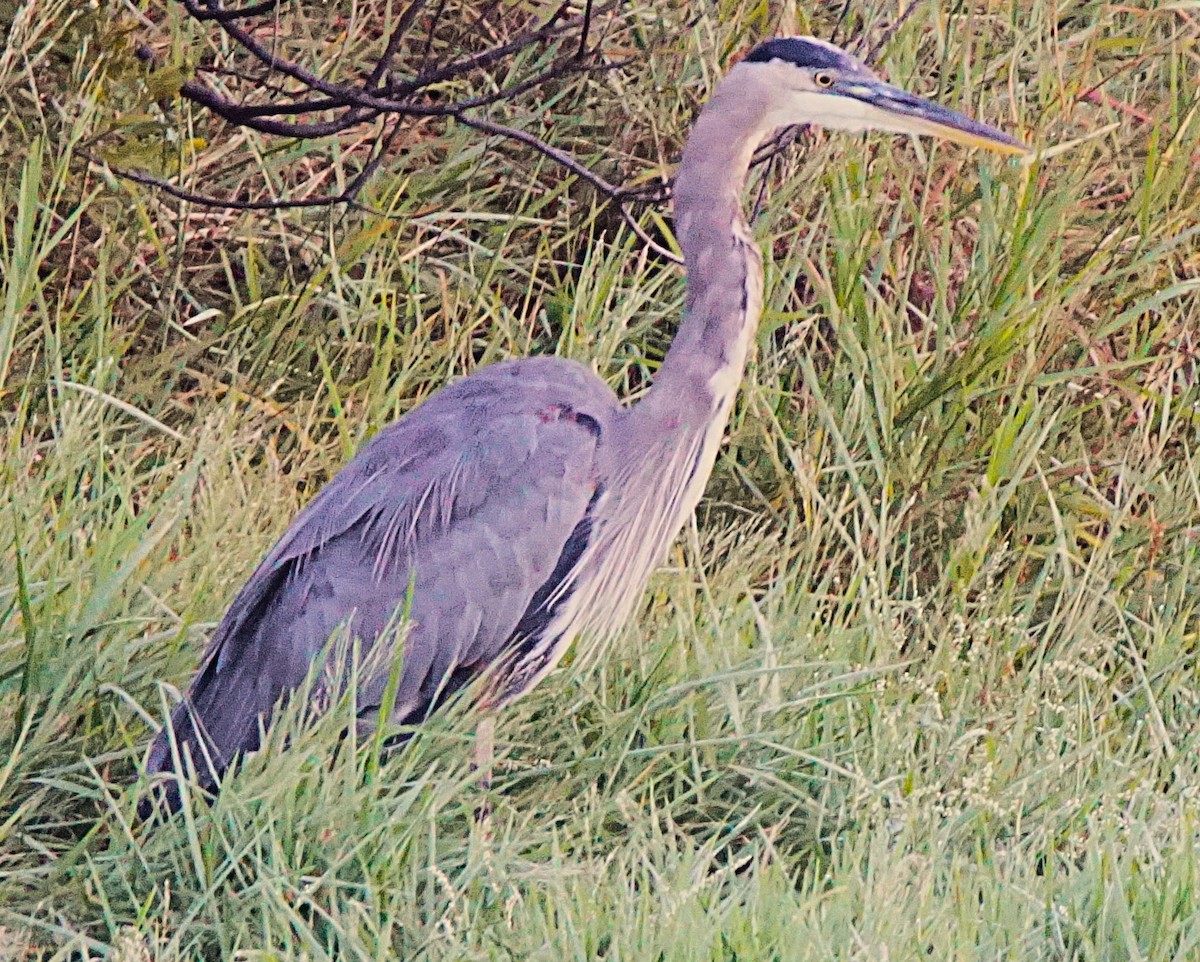 Great Blue Heron - ML643487112