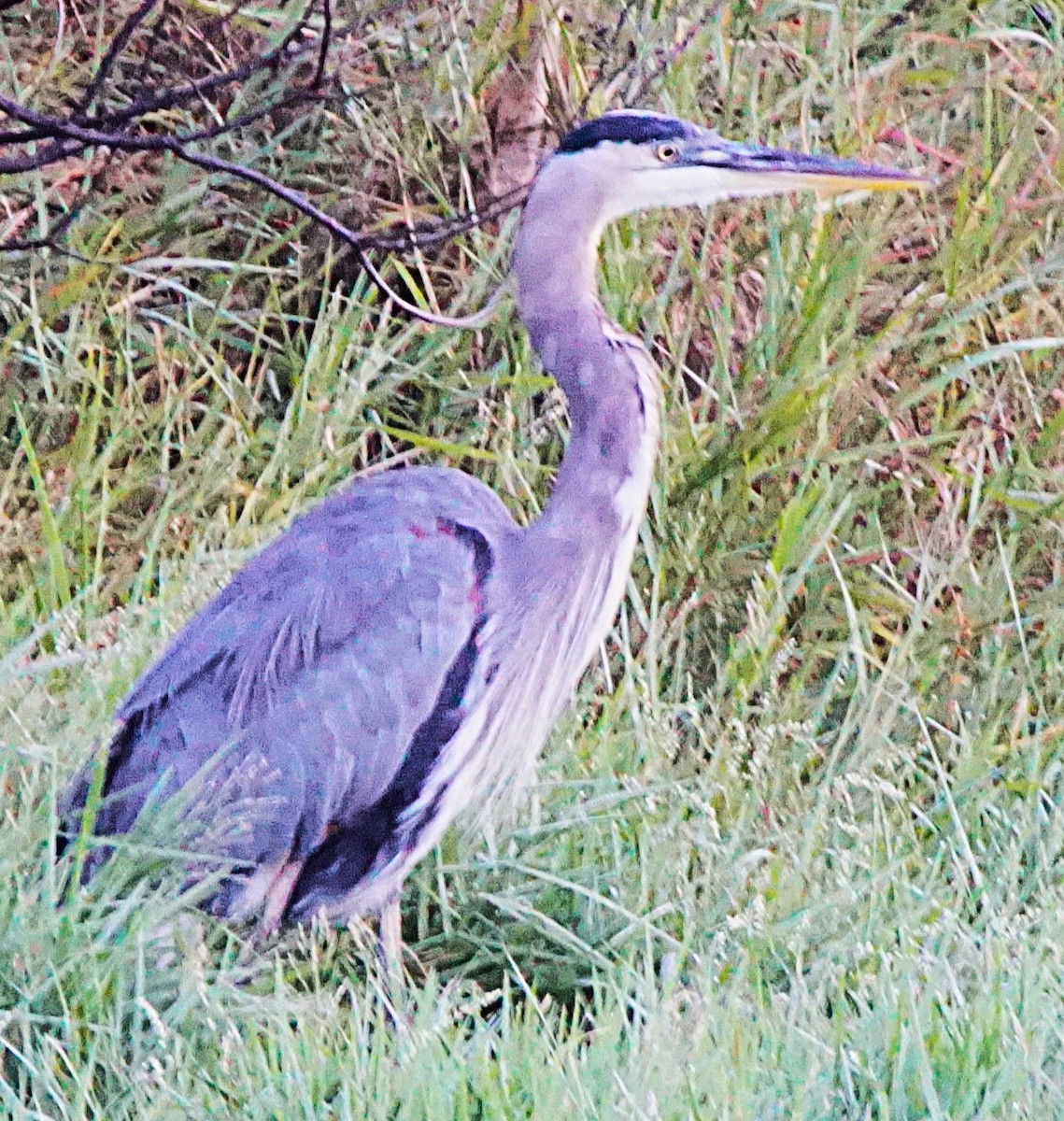 Great Blue Heron - ML643487115
