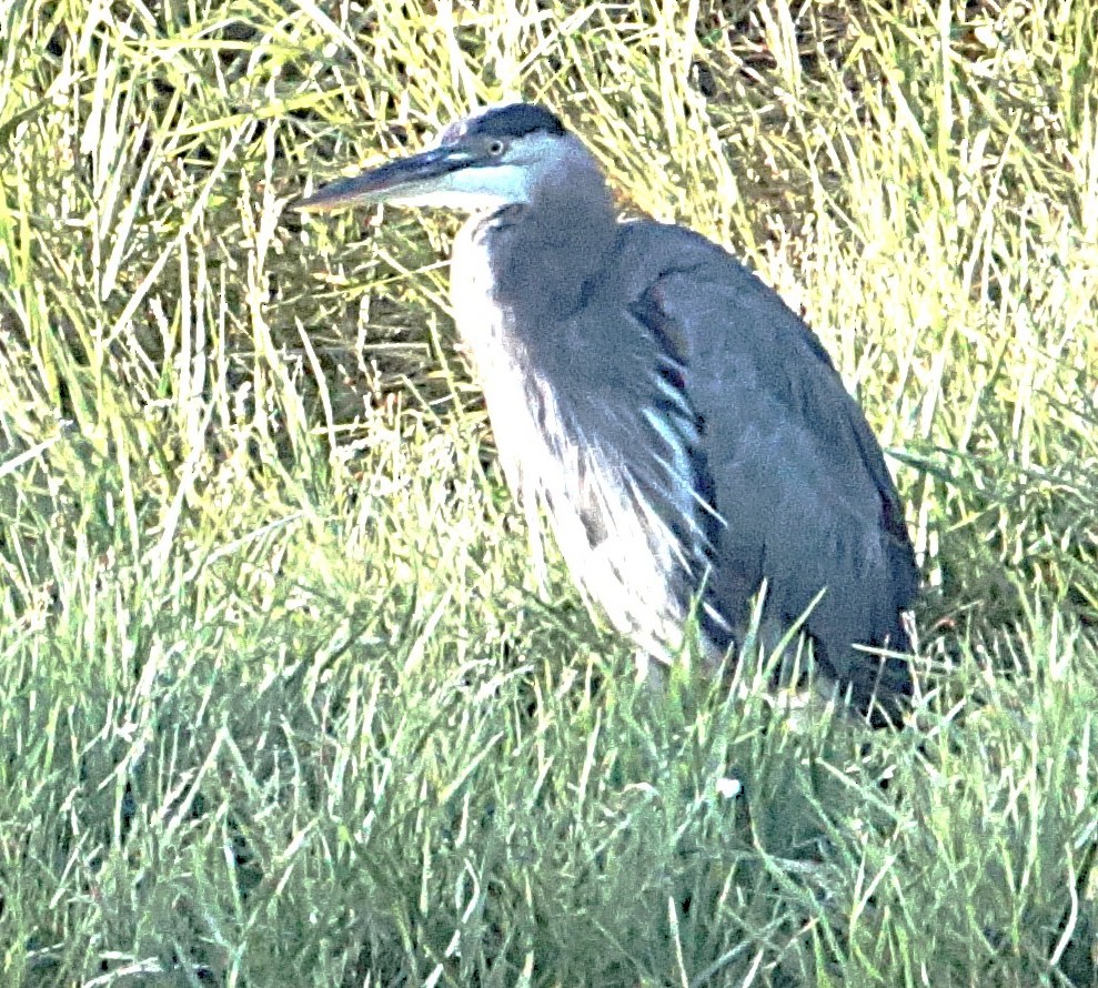 Great Blue Heron - ML643487118