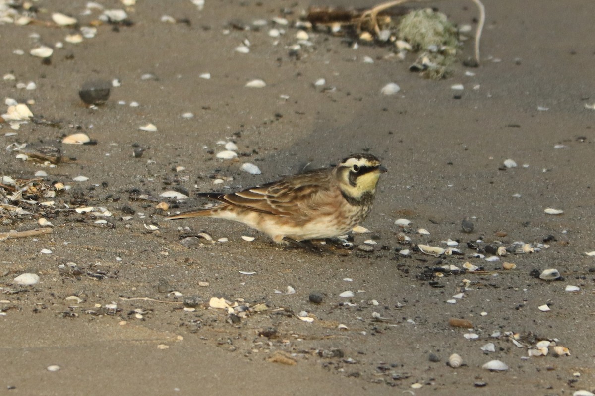 Horned Lark - ML643487119