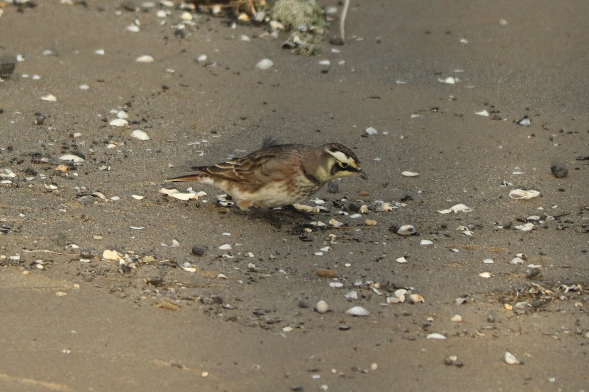 Horned Lark - ML643487120