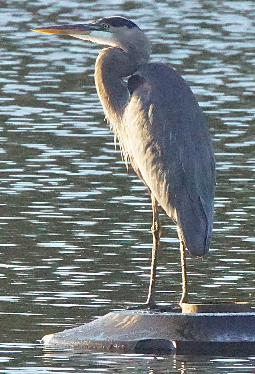 Great Blue Heron - ML643487133