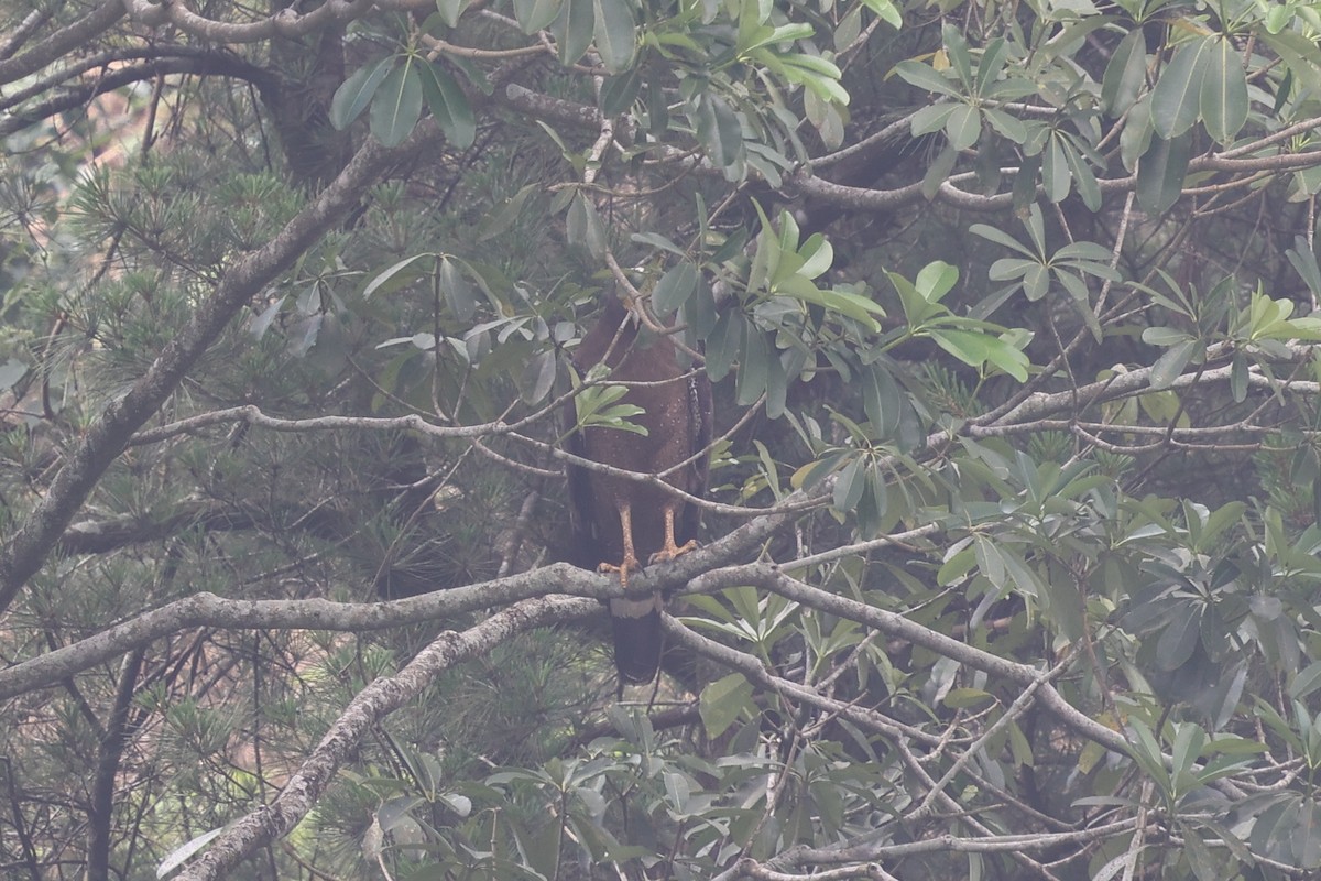 Crested Serpent-Eagle - ML643487134