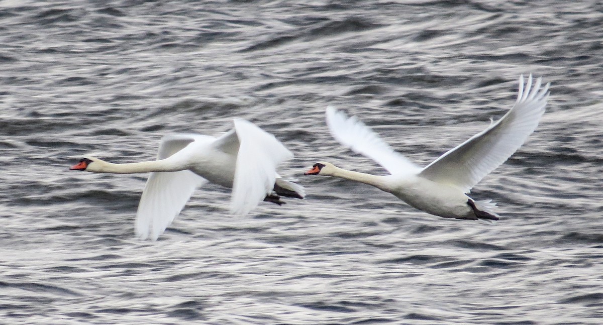 Mute Swan - ML643487135