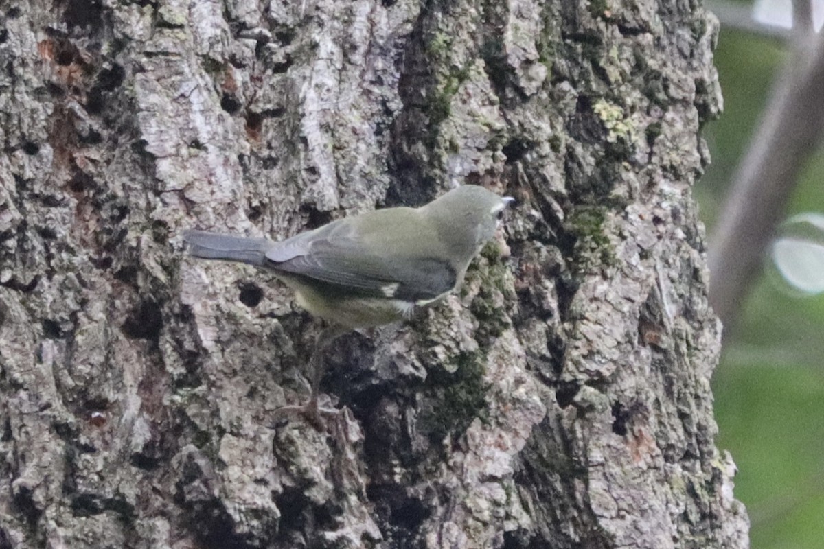 Black-throated Blue Warbler - ML643487142