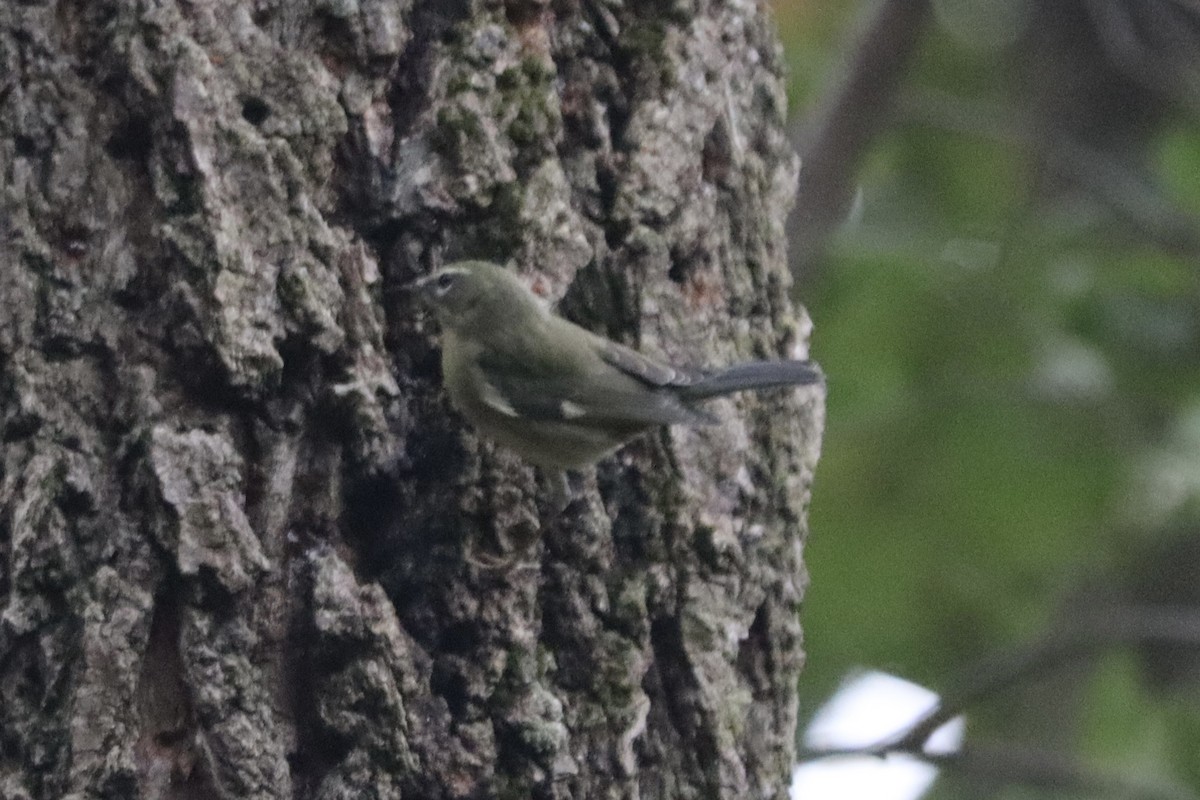 Black-throated Blue Warbler - ML643487143