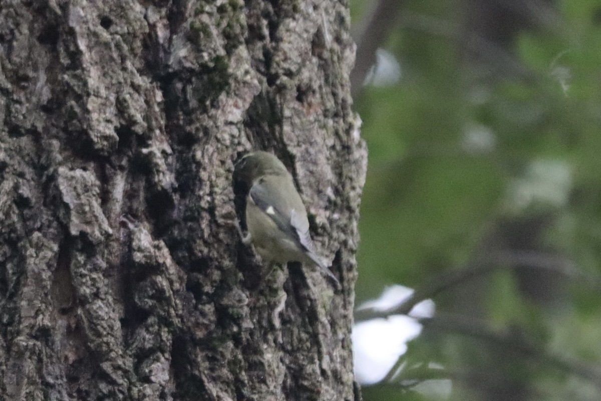 Black-throated Blue Warbler - ML643487144