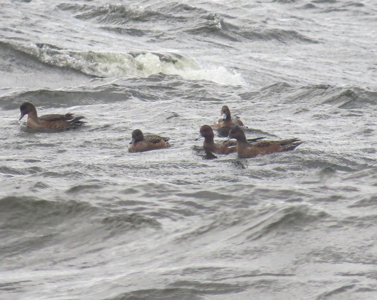 Eurasian Wigeon - ML643487145