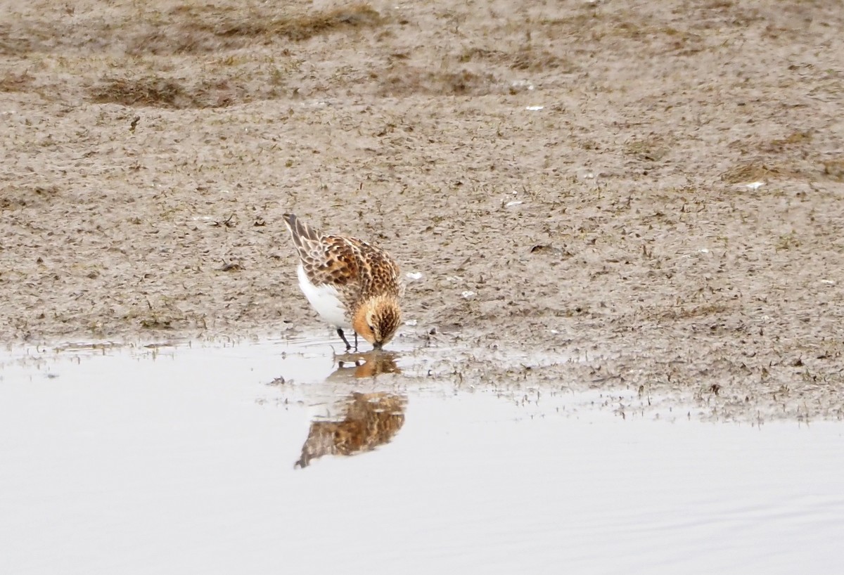 jespák rudokrký - ML643487152