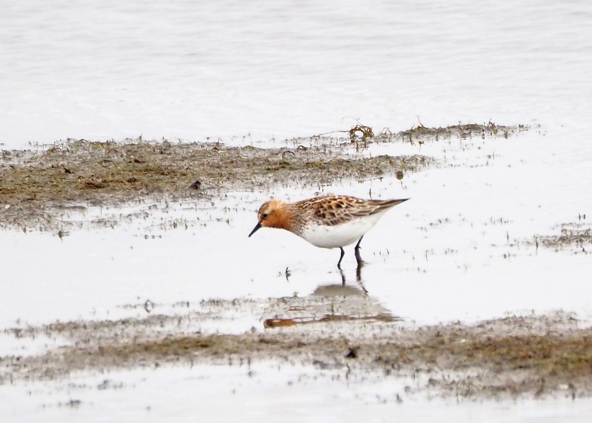 jespák rudokrký - ML643487153