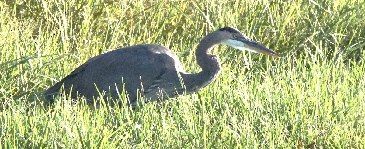 Great Blue Heron - ML643487158