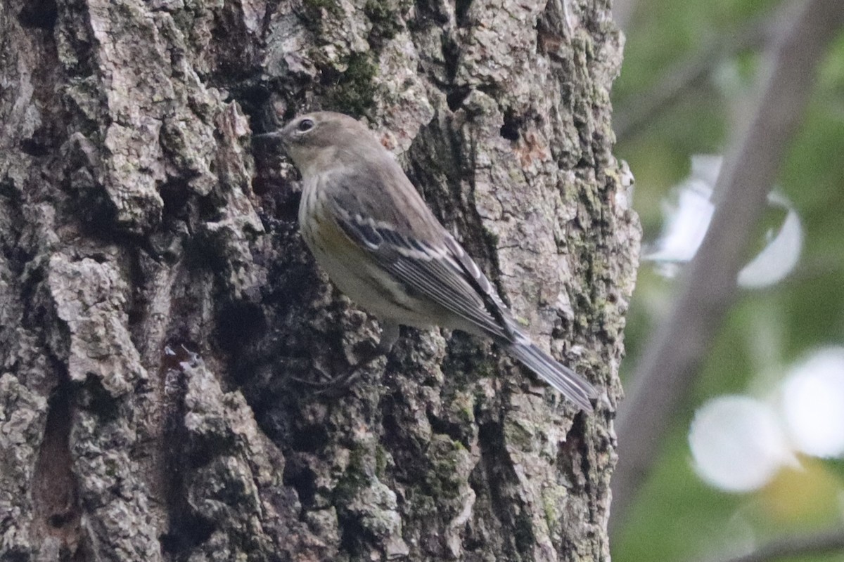 Yellow-rumped Warbler - ML643487159
