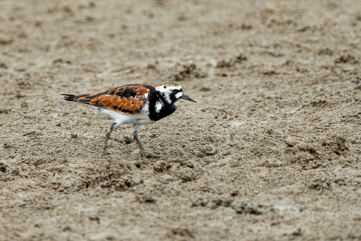 翻石鷸 - ML643487163