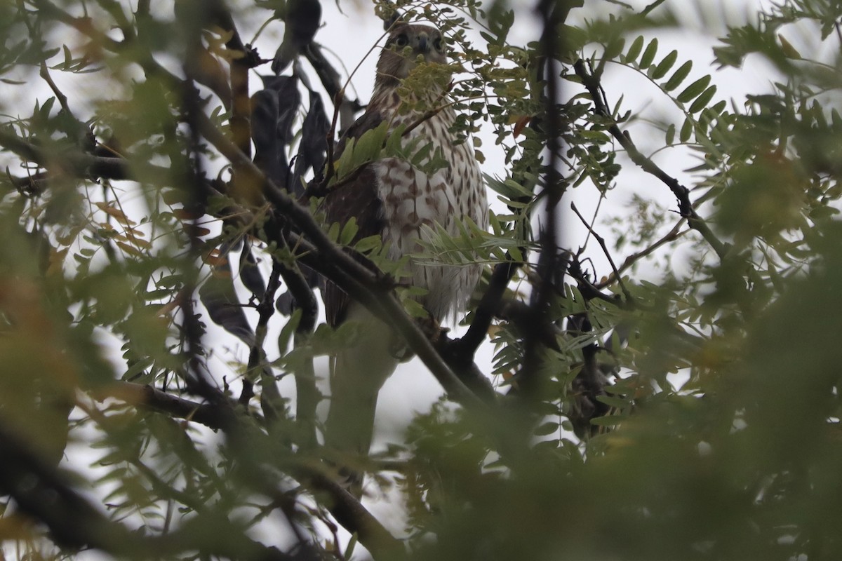 Cooper's Hawk - ML643487169