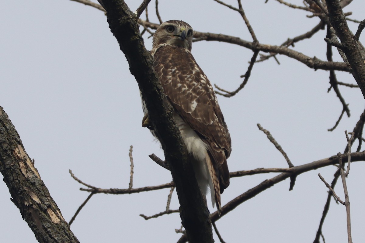 Red-tailed Hawk - ML643487189