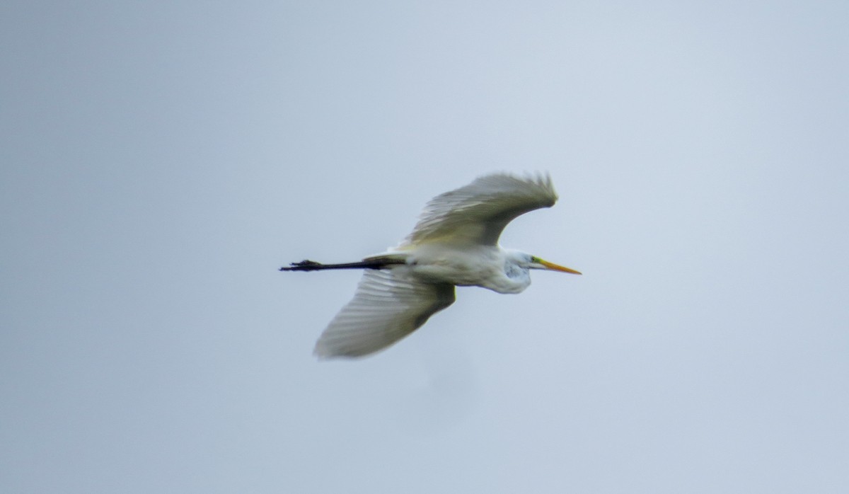Great Egret - ML643487191