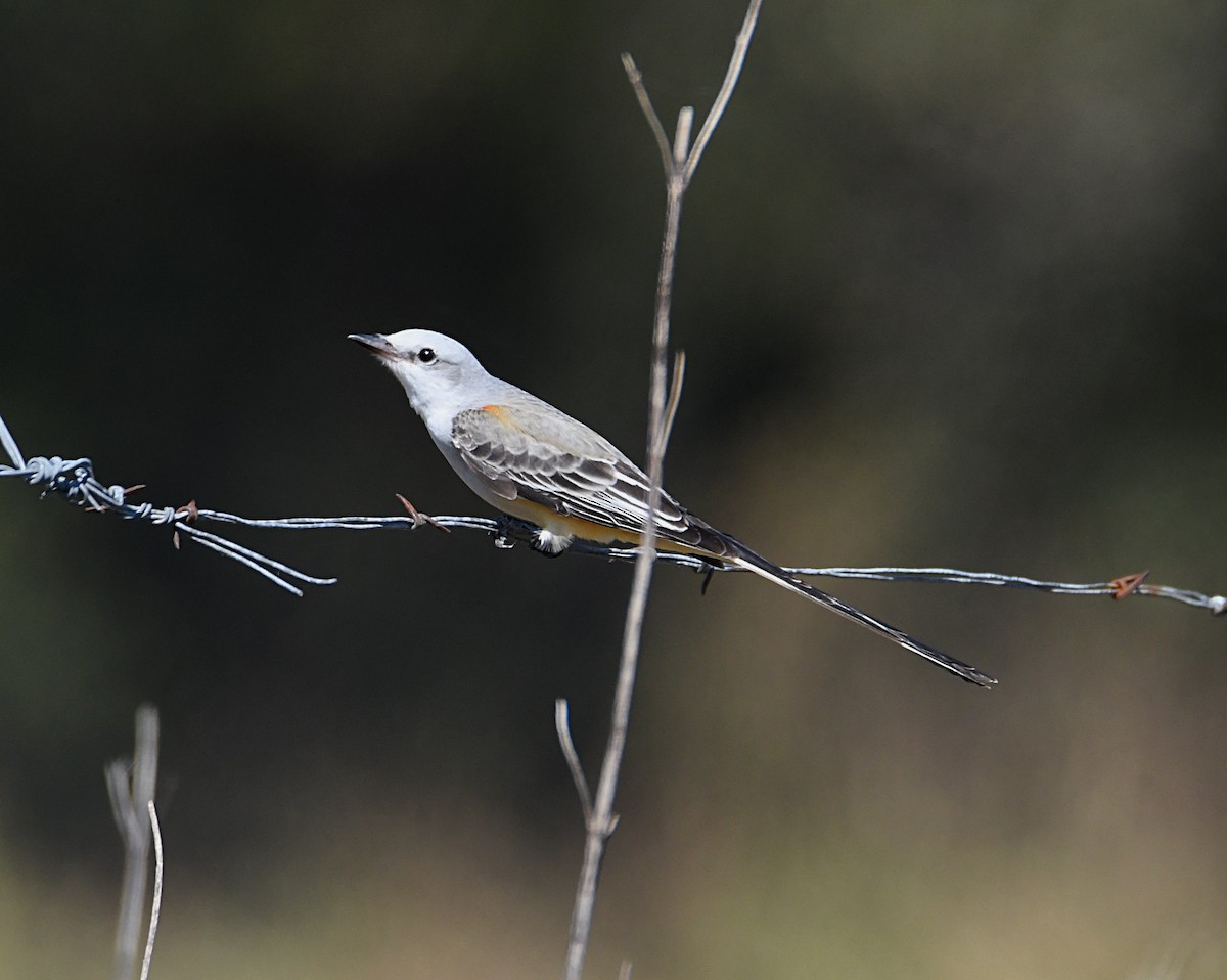 Scissor-tailed Flycatcher - ML643487199