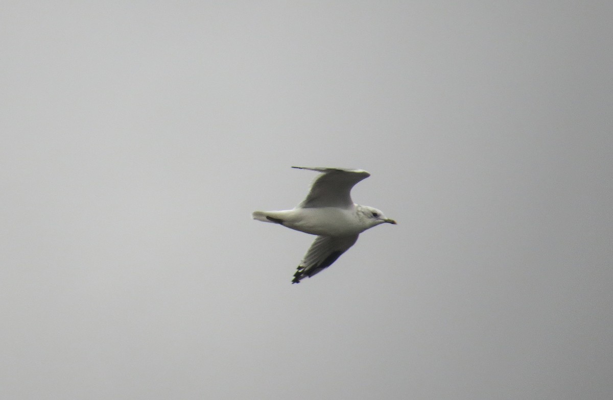 Common Gull - ML643487200