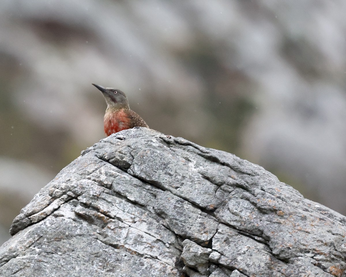 Pic laboureur - ML643487212