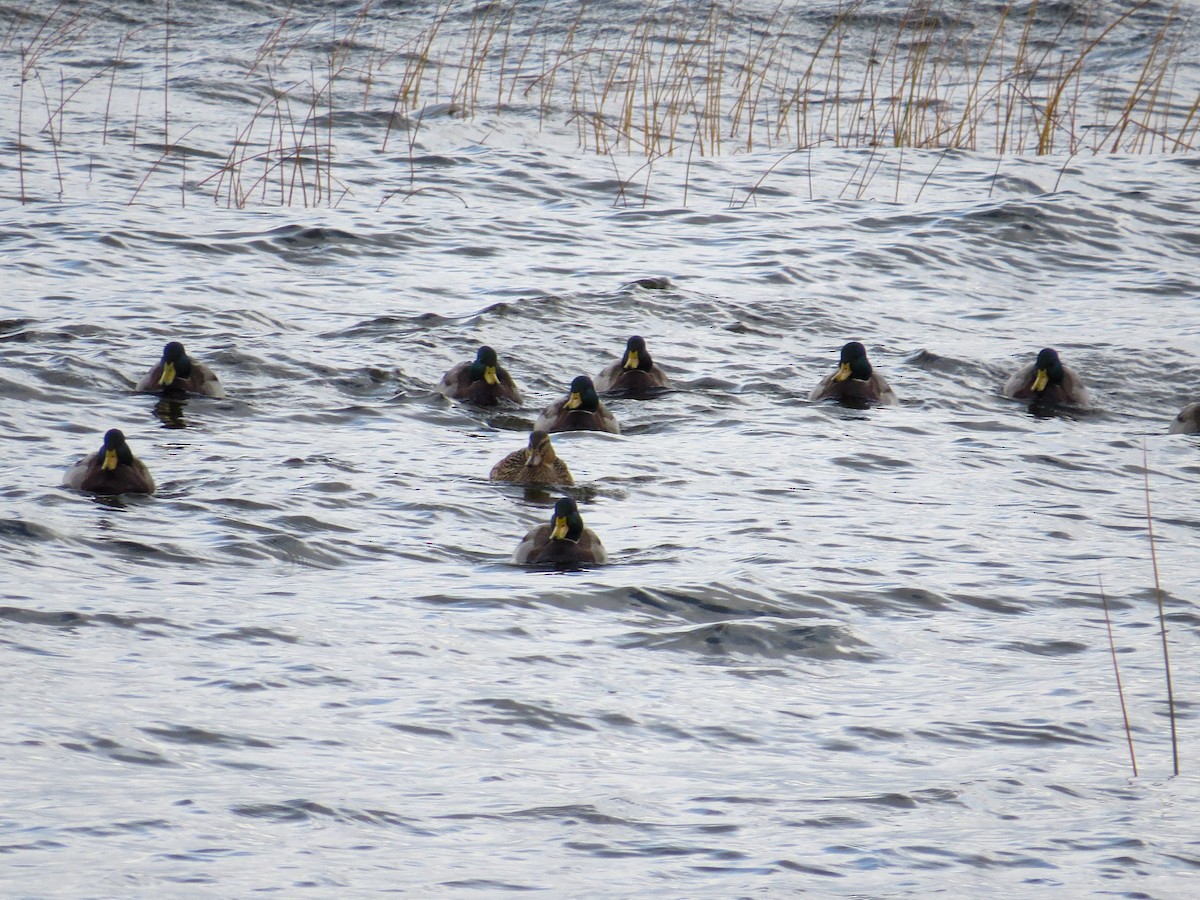 Mallard - ML643487213