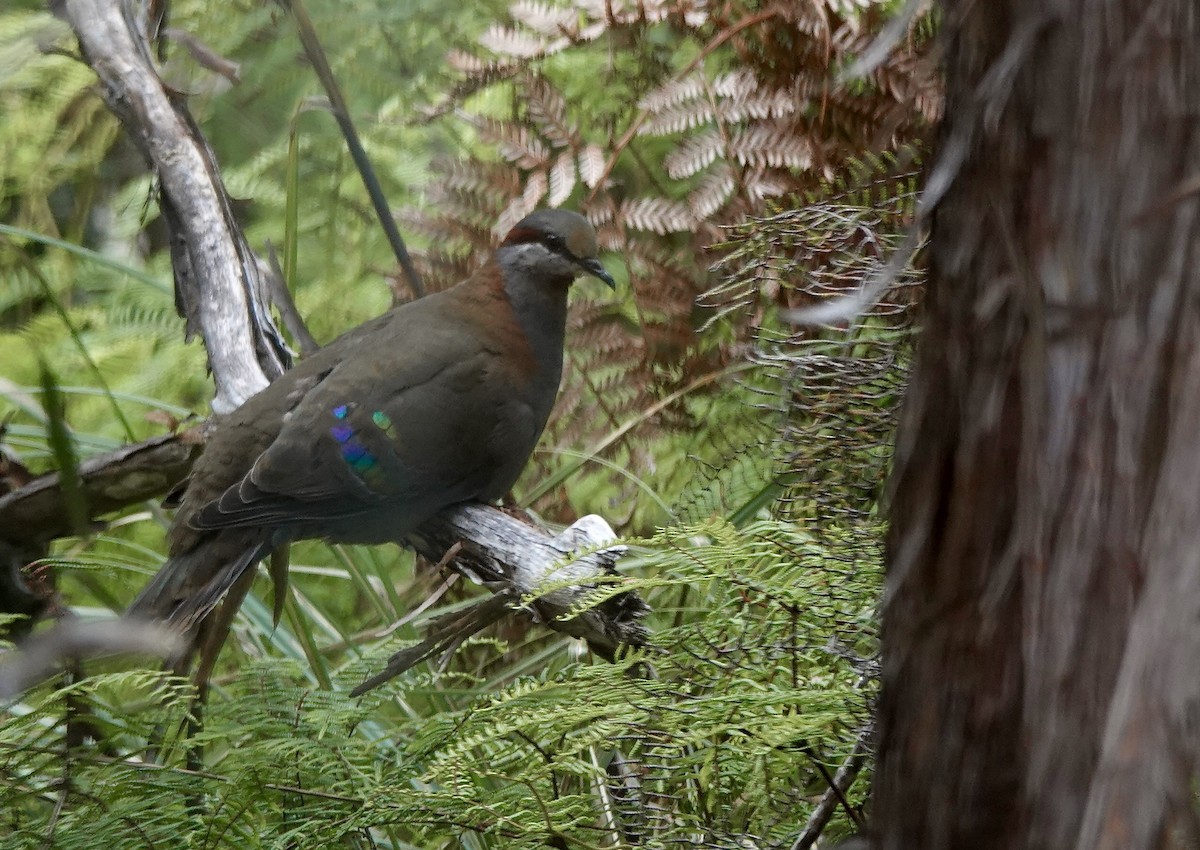 Colombine élégante - ML643487221