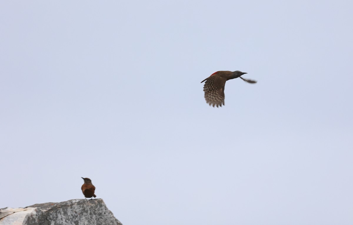 Pic laboureur - ML643487223