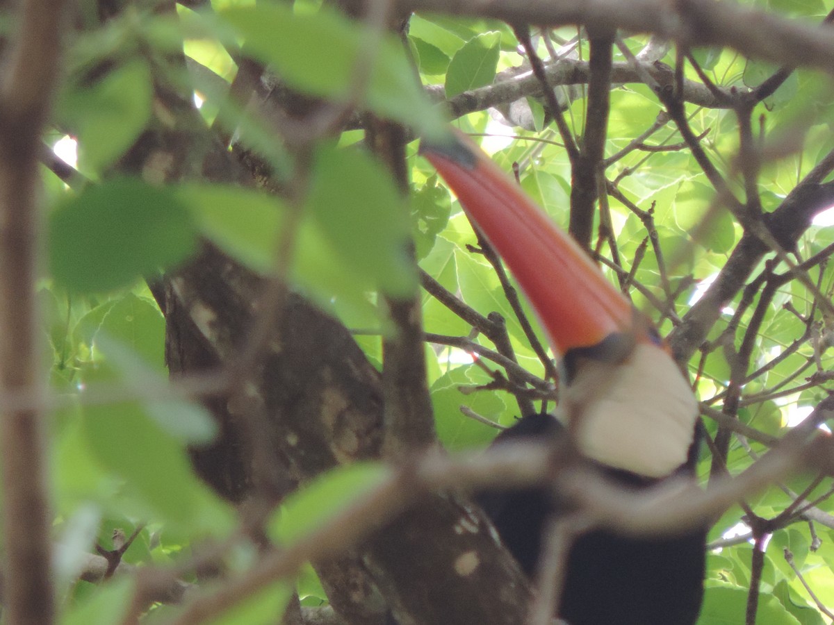 Toco Toucan - ML643487242