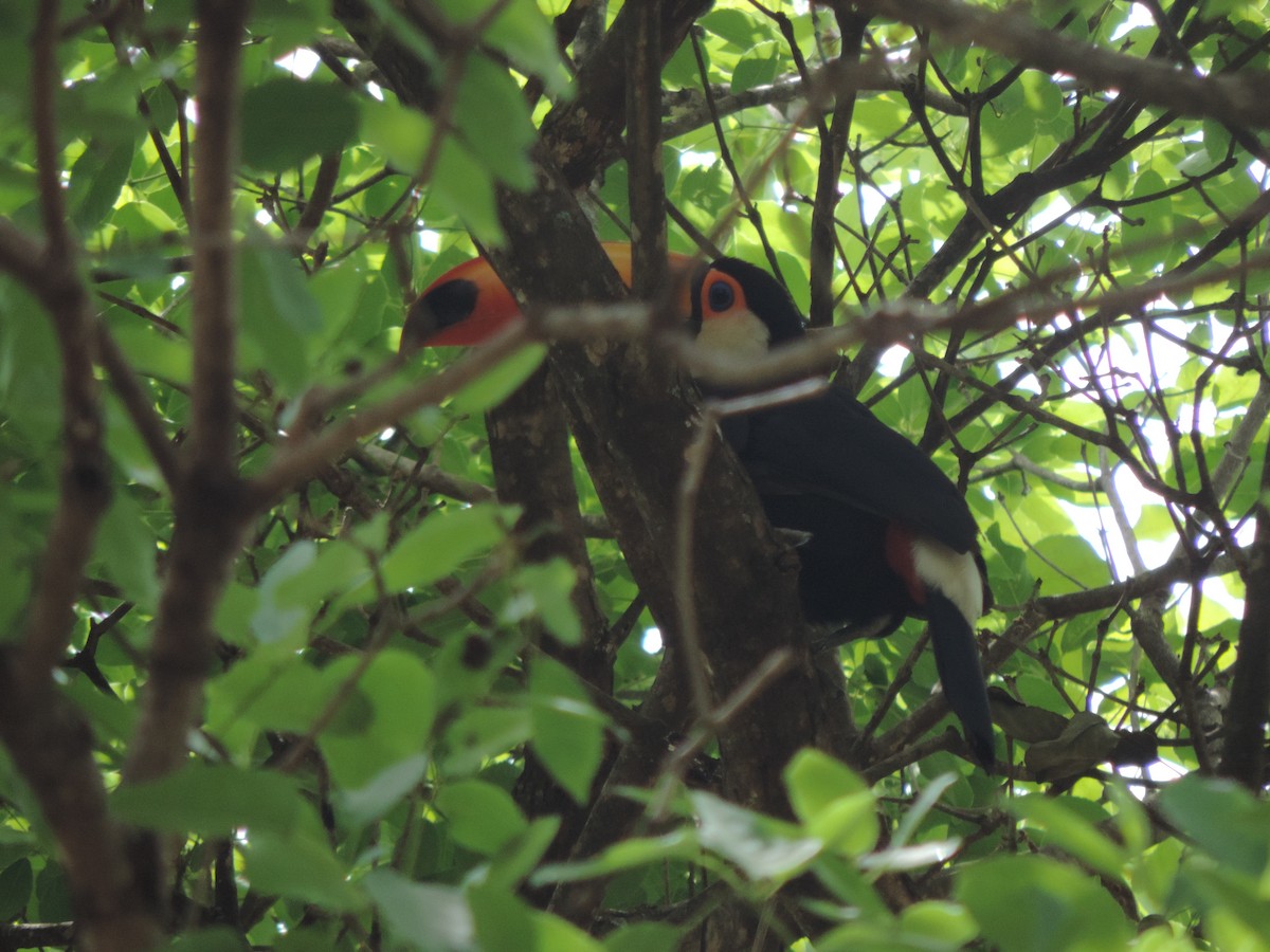 Toco Toucan - ML643487243