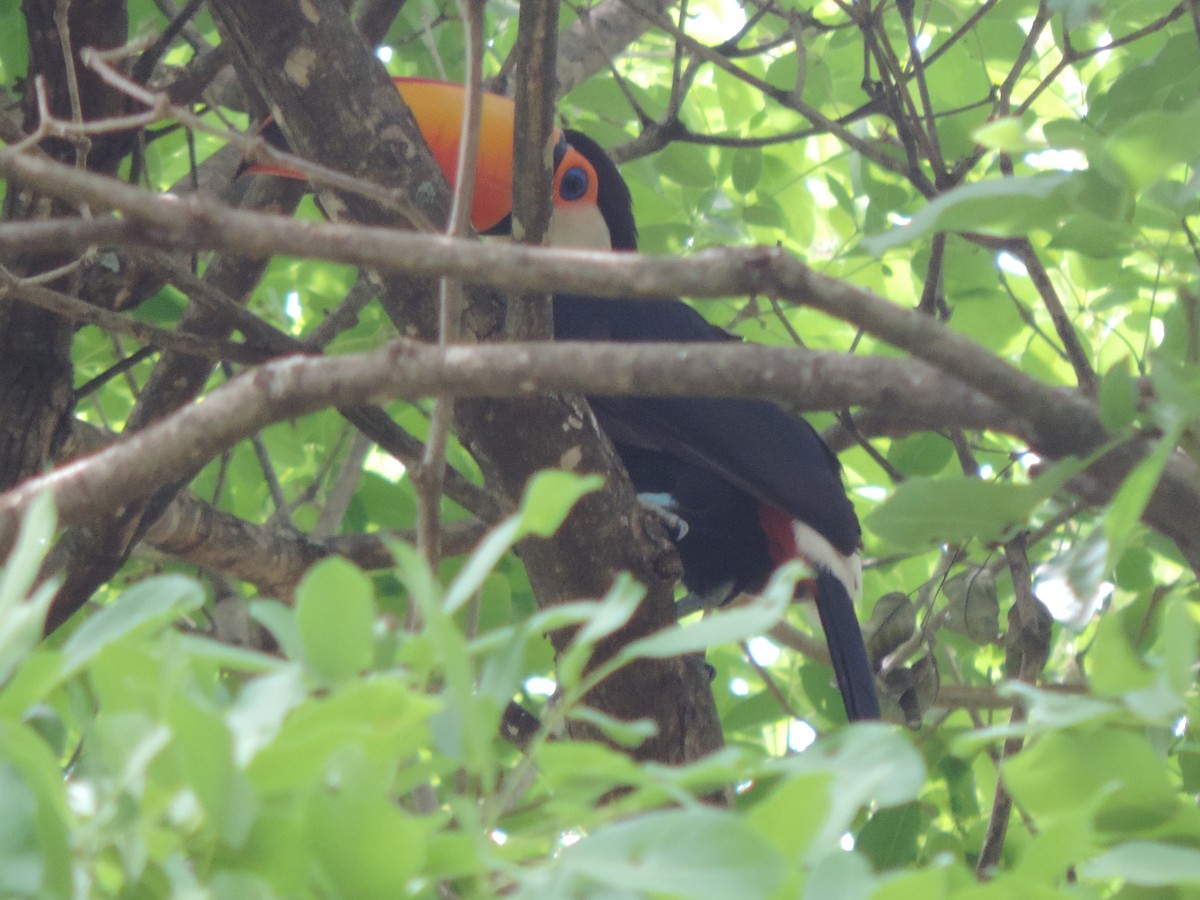 Toco Toucan - ML643487244
