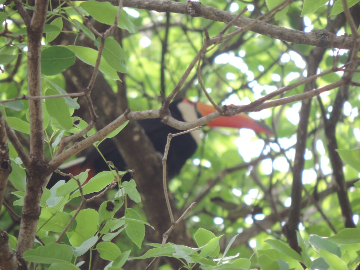 Toco Toucan - ML643487245