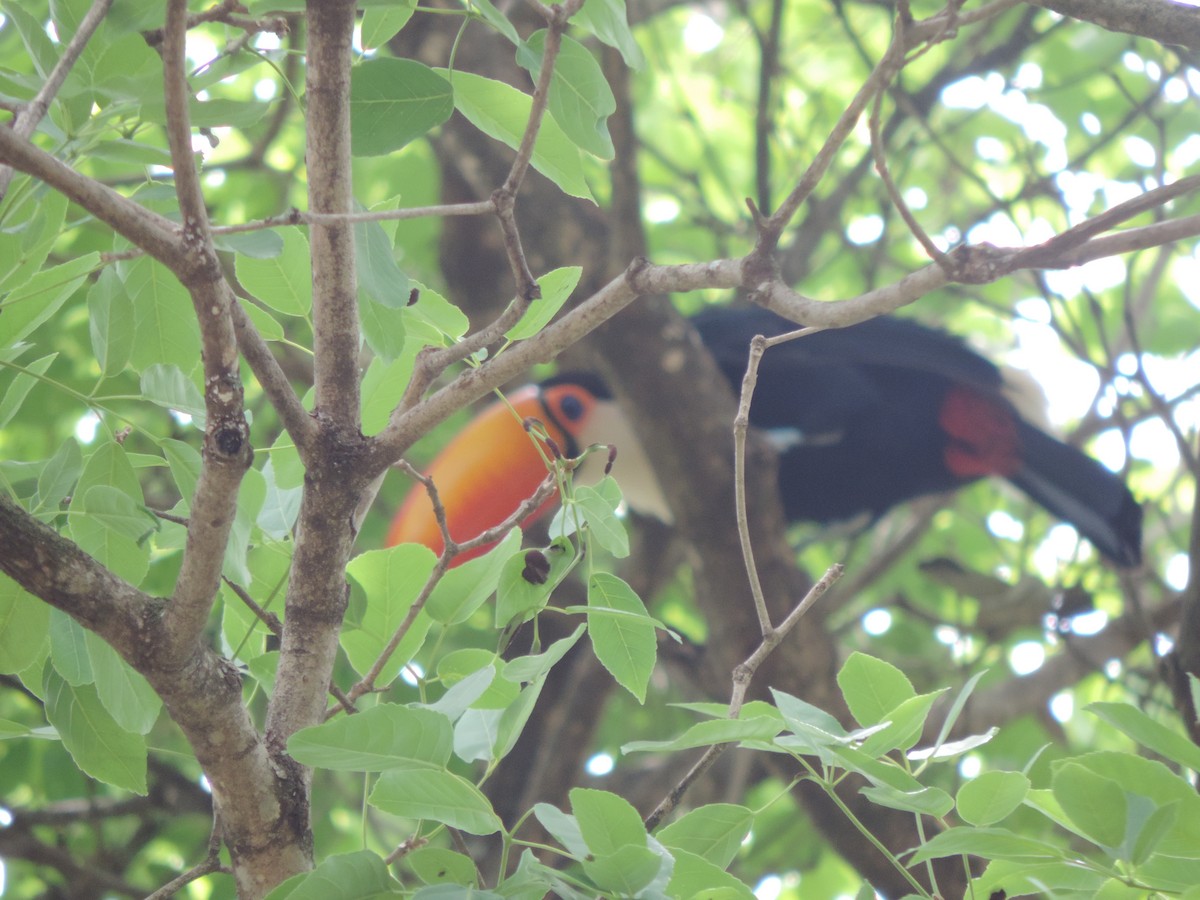 Toco Toucan - ML643487246