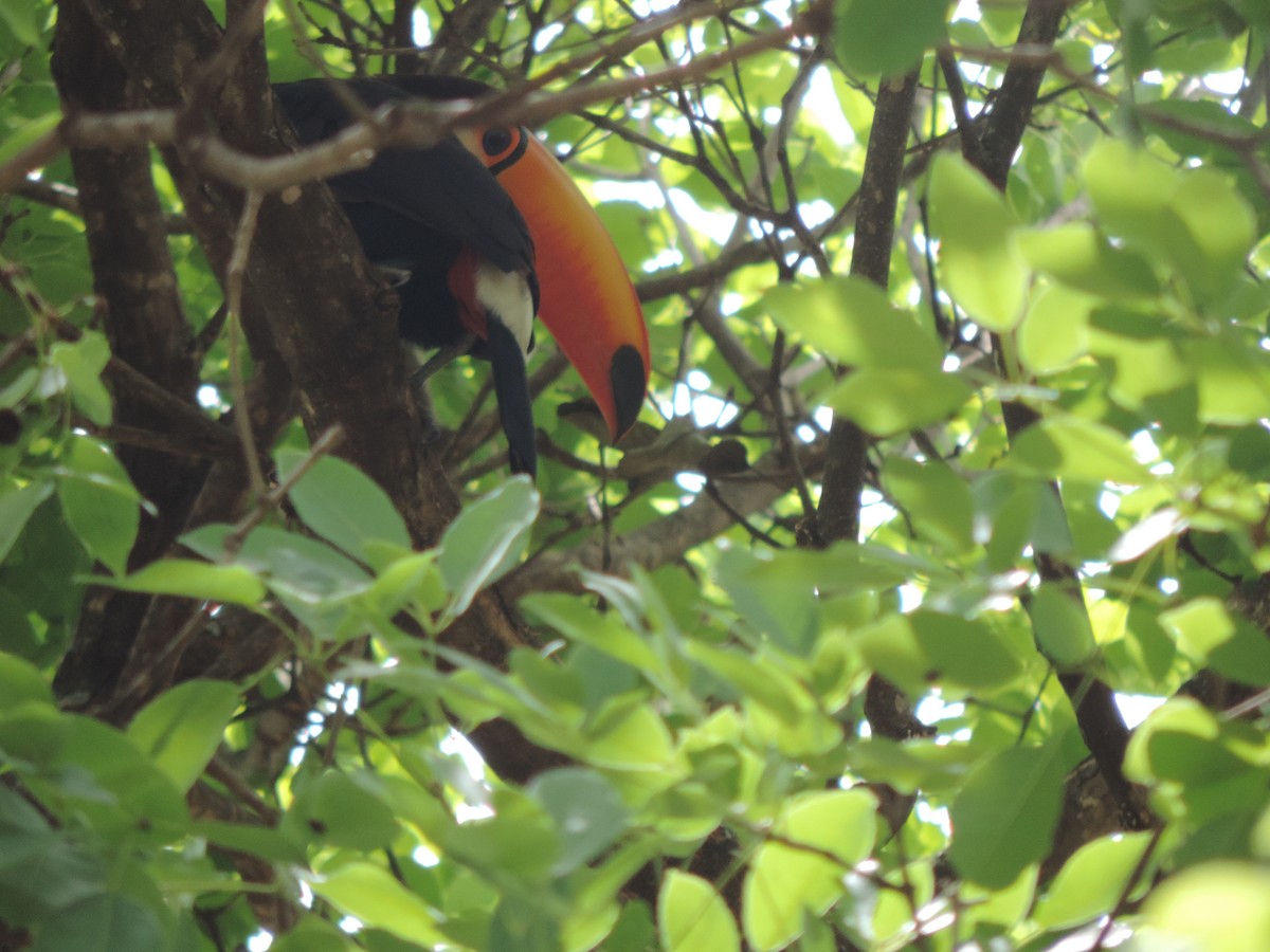Toco Toucan - ML643487247