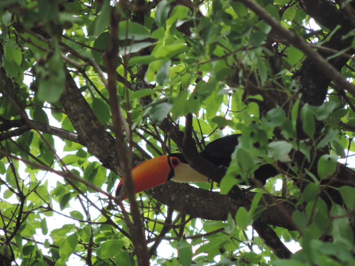 Toco Toucan - ML643487248