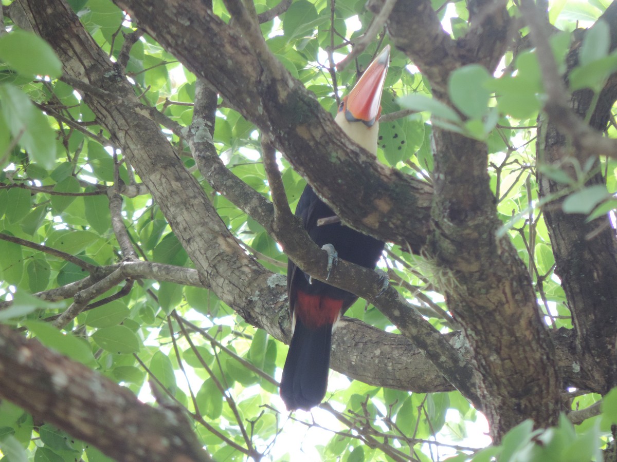 Toco Toucan - ML643487249