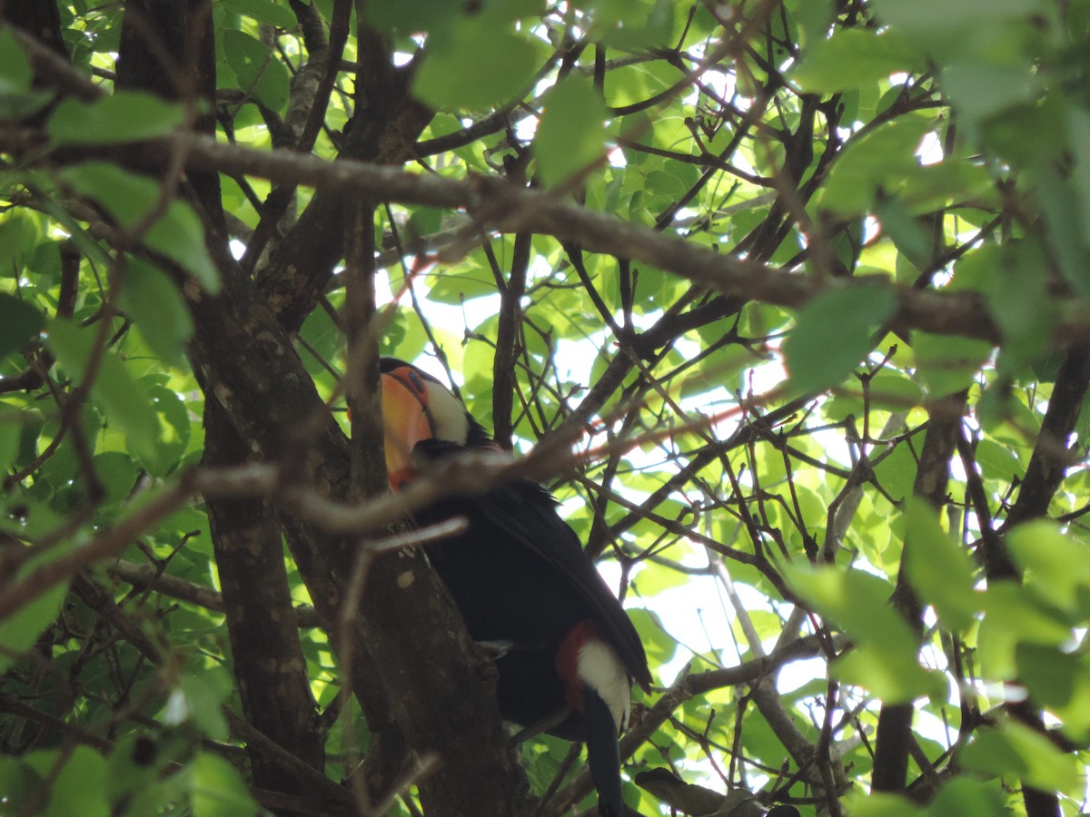 Toco Toucan - ML643487250