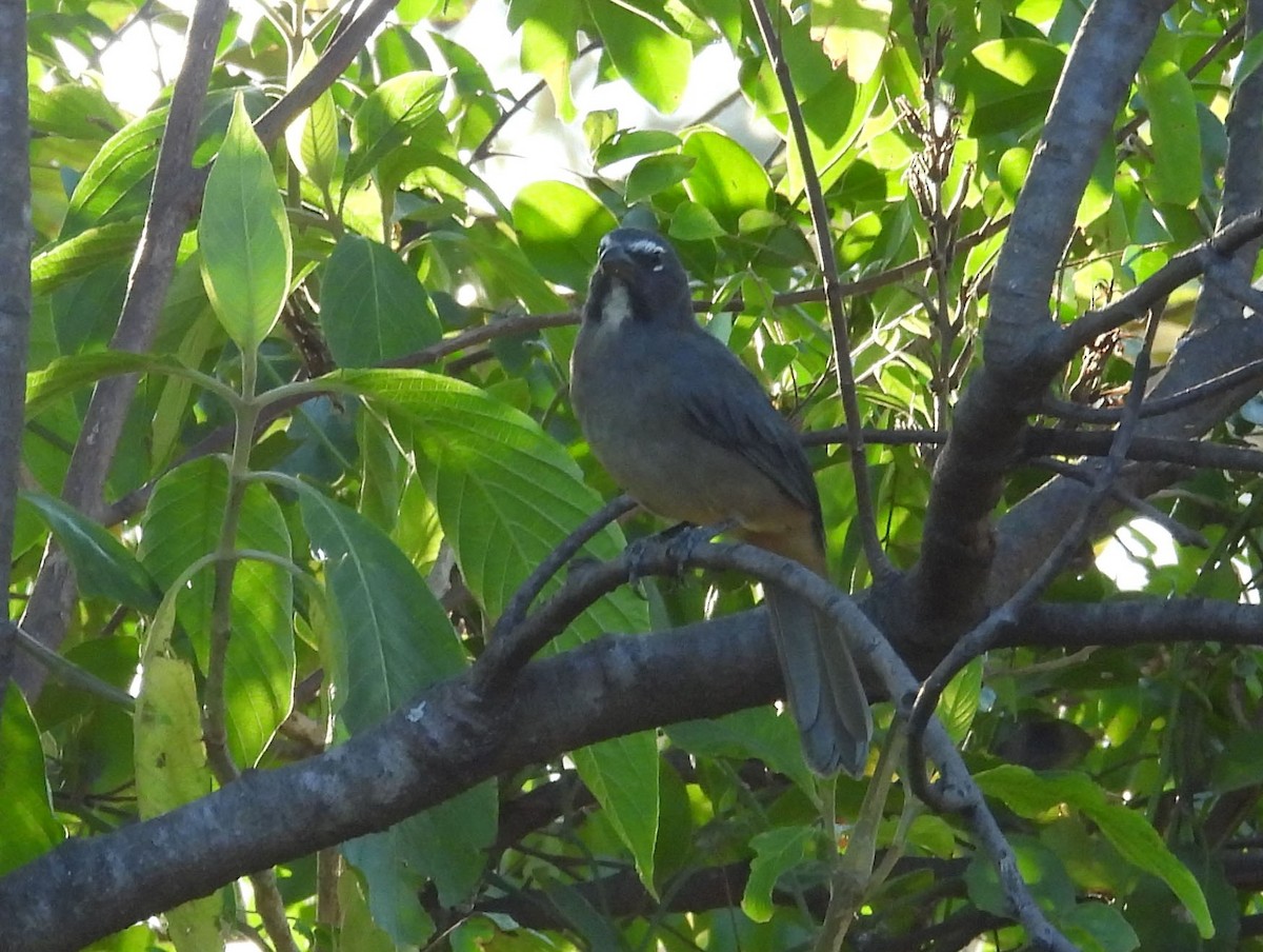 Cinnamon-bellied Saltator - ML643487252