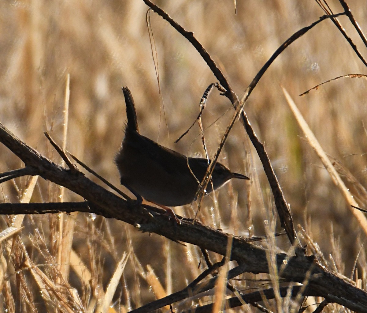 Marsh Wren - ML643487254