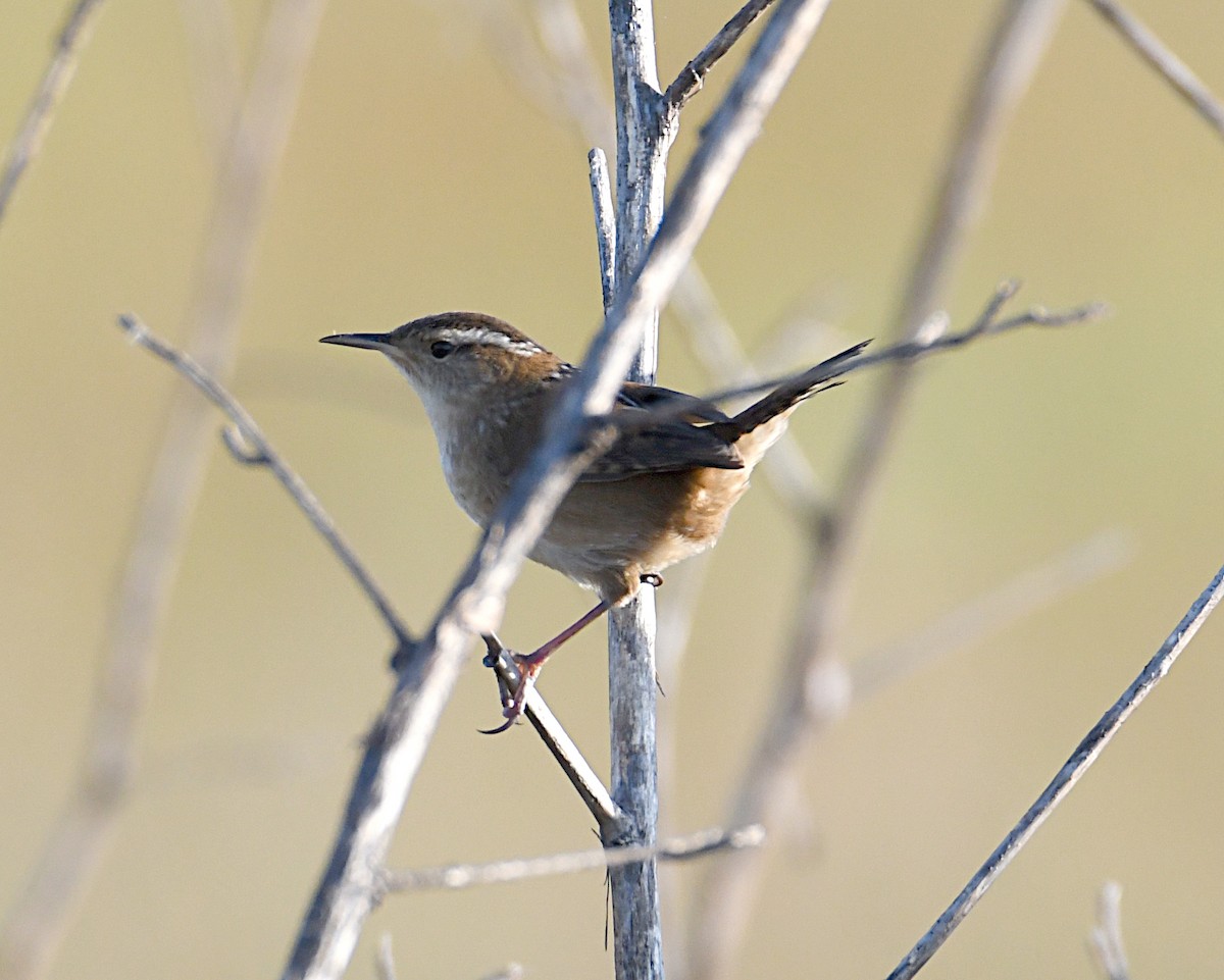 Marsh Wren - ML643487255