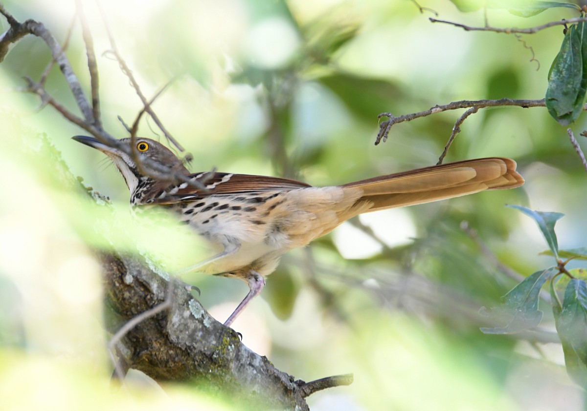 Brown Thrasher - ML643487256