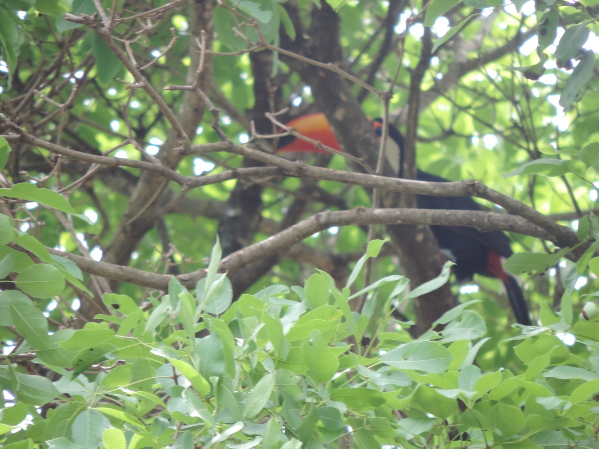 Toco Toucan - ML643487261